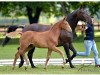 broodmare Beezee (Hanoverian, 2014, from Balou du Rouet)