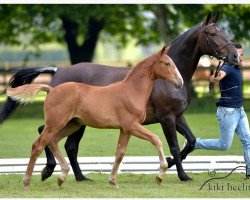 broodmare Beezee (Hanoverian, 2014, from Balou du Rouet)