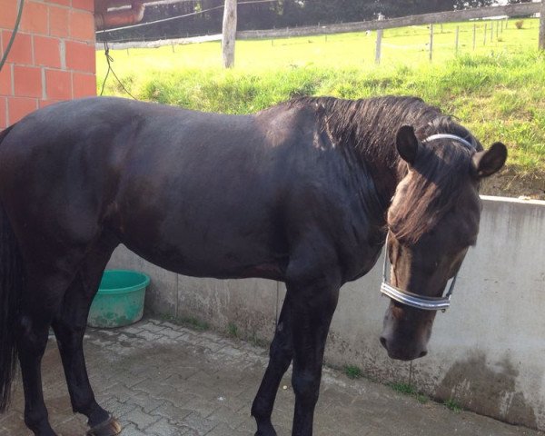 dressage horse Radiccio (Rhinelander, 2006, from Riccio)