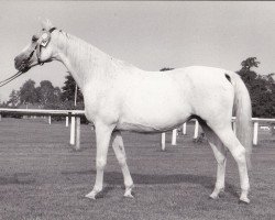 broodmare Gazal VII-2 (Shagya Arabian, 1963, from Gazal VII ShA)