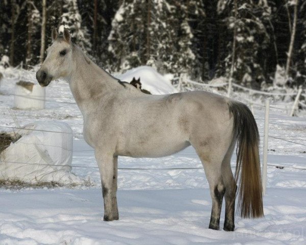 horse Lawina 10 (Hanoverian, 2000, from Lanthano)