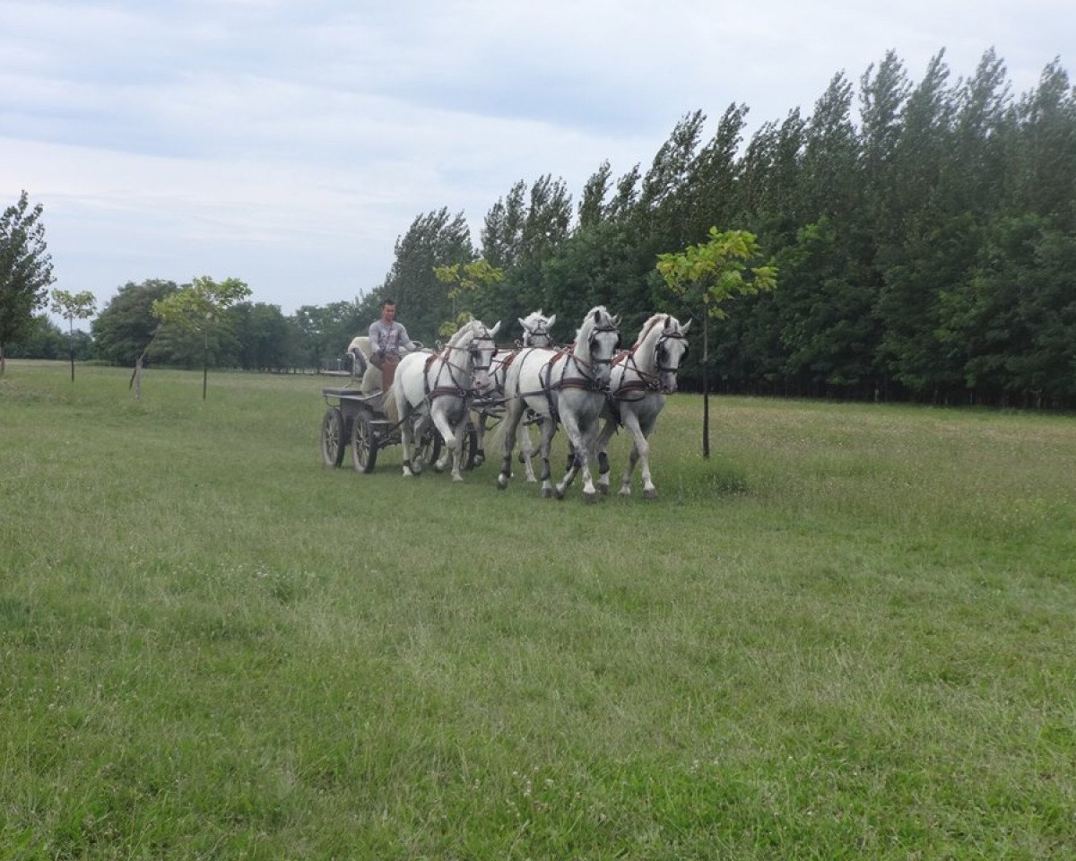 horse Lipizzaner four in hand (Lipizzaner, 2008, from Siglavy Capriola XXII)