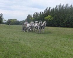 Pferd Lipizzaner four in hand (Lipizzaner, 2008, von Siglavy Capriola XXII)