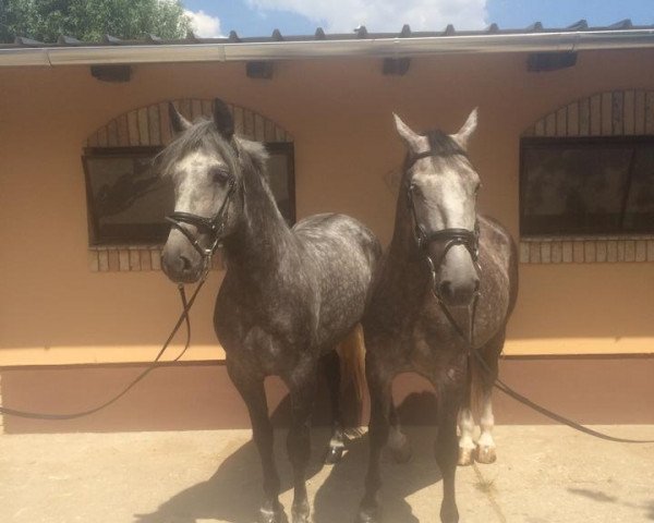 Pferd Szigi Nápoly (Lipizzaner, 2009, von Neapolitano Santana XXXIV)