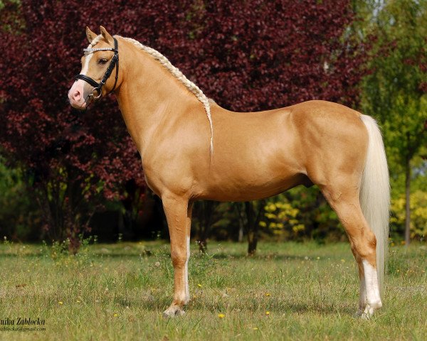 dressage horse Tycjan (Welsh Partbred, 2009, from Frankenhoeh's Vitalise)