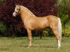 Dressurpferd Tycjan (Welsh Partbred, 2009, von Frankenhoeh's Vitalise)