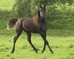 stallion My Fareed ox (Arabian thoroughbred, 2013, from GR Farris EAO)