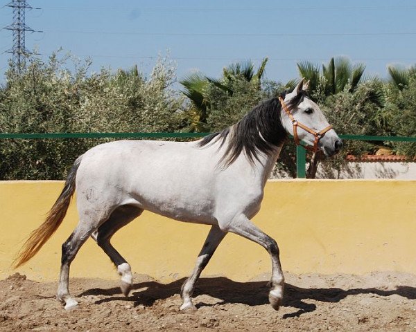 Zuchtstute Caracola JL (Pura Raza Espanola (PRE), 2008, von Trianero XIV)