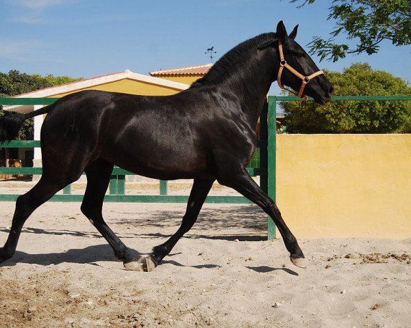 broodmare Valerosa LXVIII (Pura Raza Espanola (PRE), 2010)