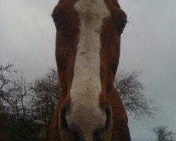 broodmare Maike (Oldenburg, 1990, from Merian)