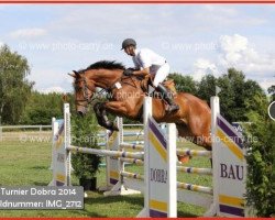 jumper Peer 20 (German Sport Horse, 2003, from Pessoa VDL)