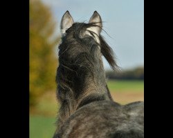 dressage horse Tassilo (Friesian-Mix, 2007)