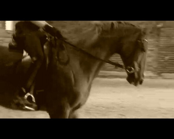 Pferd De Coer the second (Westfale, 1996, von Diamo)