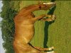 broodmare Rubinia (Brandenburg, 1995, from Restorador)