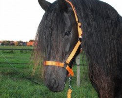 broodmare Anna vom Eichenhof Oldenburg (Friese, 2008, from Tsjalke 397)