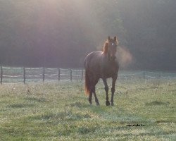 Dressurpferd Blitzstolz LS (Trakehner, 2009, von Grafenstolz)