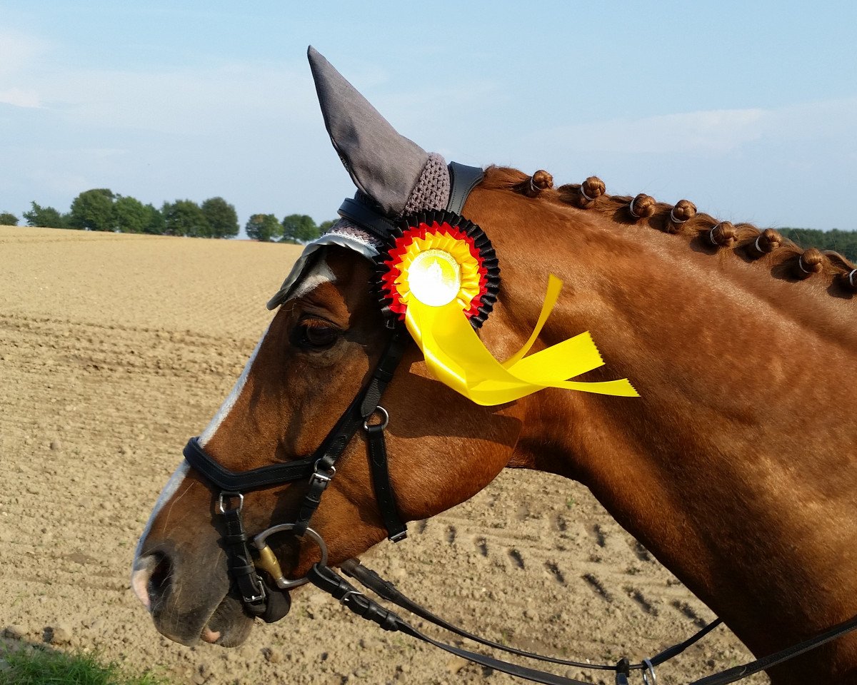 Springpferd Louis Unlimited (Hannoveraner, 2009, von Lordanos)