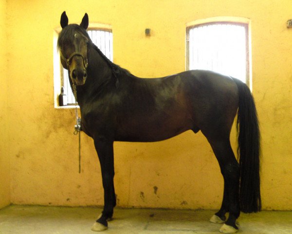 stallion Welz (Saxony-Anhaltiner, 1998, from Wells Fargo)
