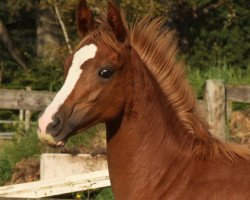 Pferd Diamond (Deutsches Reitpony, 2014, von Erfttal Duncan)