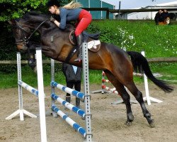 dressage horse Belissimo's Princess Tinkerbel (Westphalian, 2008, from Belissimo NRW)