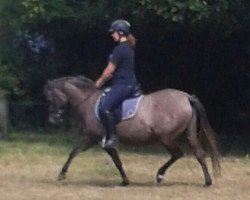 horse Bonita (German Riding Pony,  , from Sir Martino)