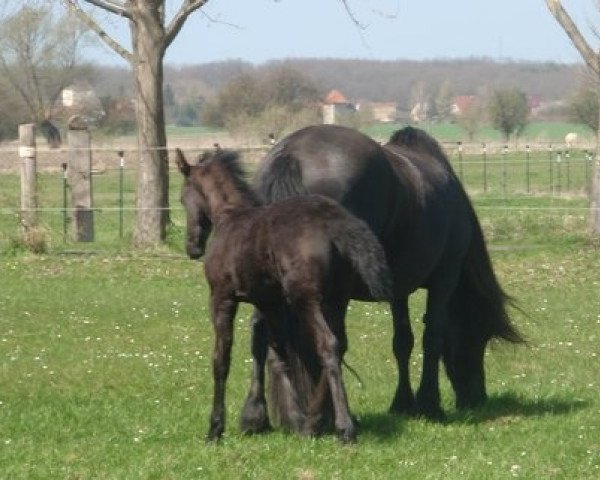 broodmare Ragna von Niebede (Friese, 2013)