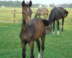 dressage horse Luvre 3 (Westphalian, 2014, from Lassar)