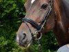 broodmare Copelia 5 (Hanoverian, 2002, from Competent)