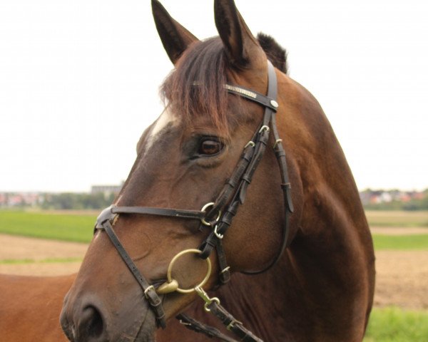 dressage horse Kronprinz de la Paloma (Trakehner, 1999, from Bergamo)