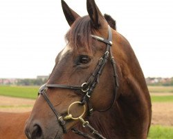 dressage horse Kronprinz de la Paloma (Trakehner, 1999, from Bergamo)