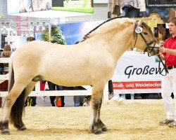 stallion Vacceur (Fjord Horse, 2006, from Valør Halsnæs)