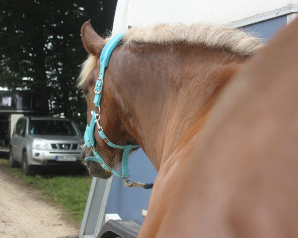 dressage horse Mikado (Black Forest Horse, 2008, from Melchior)