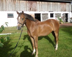 dressage horse Mirabeau (German Riding Pony, 2007, from Madison B)