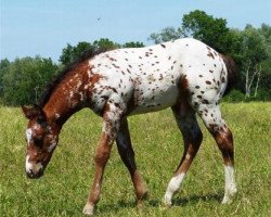 Pferd DD Hollywoods Ronaldo (Appaloosa, 2014)