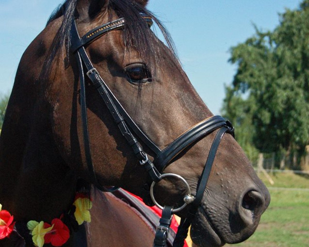 horse Daybreaker 'Frankie' (German Riding Pony, 2005, from Dirigent)