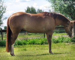 Pferd Freckles Wimpy Doc (Quarter Horse, 2011, von Pipers Little Step)