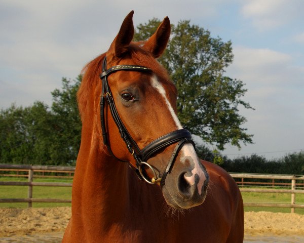 dressage horse Donovan 114 (Hanoverian, 2007, from Don Frederico)