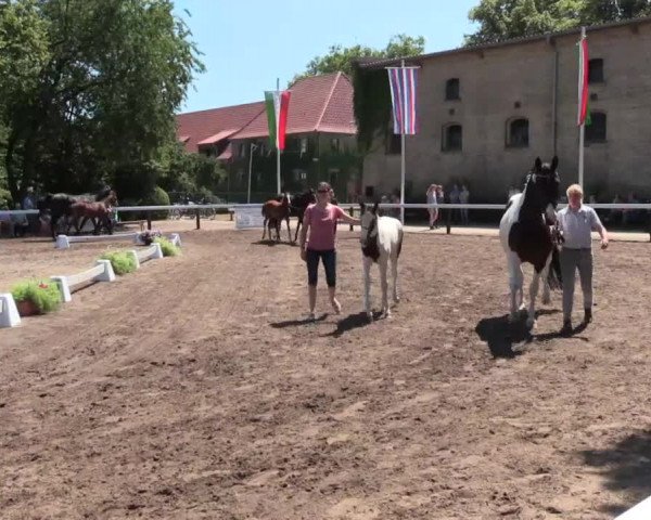 Stuten- und Fohlenschau Warendorf 2017