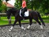 dressage horse Dagobert Black N (Hanoverian, 2009, from Don Frederico)