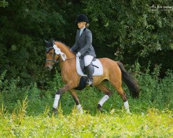 dressage horse Daddy's little Darling (German Riding Pony, 2010, from FS Daddy Cool)