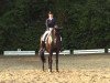 dressage horse Collin 42 (Hanoverian, 2001, from Canaster I)