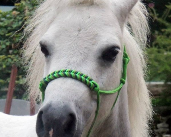 Springpferd Pumuckl (Shetland Pony, 2005)