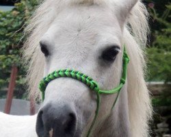 jumper Pumuckl (Shetland Pony, 2005)