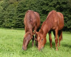 broodmare Princesa (Pura Raza Espanola (PRE), 2013)