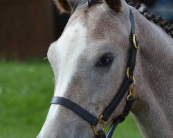 broodmare Itzehoe (German Sport Horse, 2014, from C-Trenton Z)