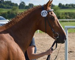 broodmare Ines (Oldenburg, 1993, from Classiker)