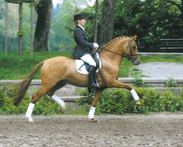 stallion Dinarion (German Riding Pony, 2000, from FS Don't Worry)