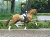 stallion Dinarion (German Riding Pony, 2000, from FS Don't Worry)