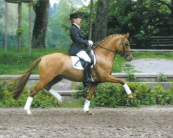 Deckhengst Dinarion (Deutsches Reitpony, 2000, von FS Don't Worry)