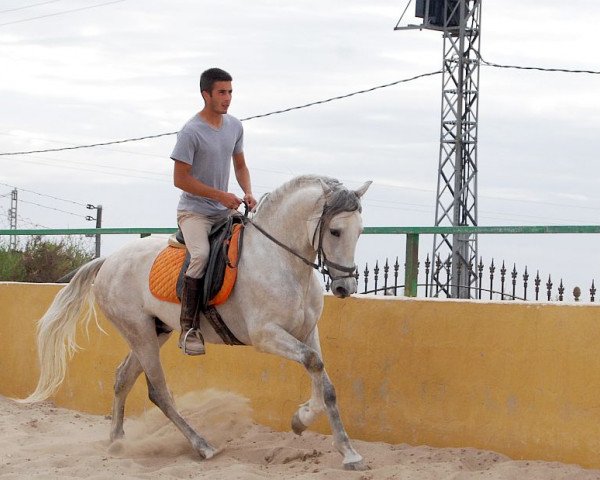 Pferd CURRO XXXI (Pura Raza Espanola (PRE), 2007)